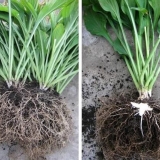 Kako i kada posaditi domaćina dijeljenjem grma